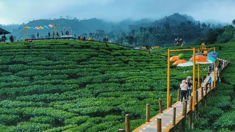 Kebun Teh Gunung Gambir